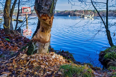 Beaver barrel on the Dahme, Gruenau, Berlin, Germany, Europe