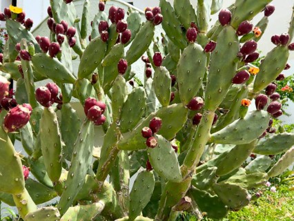 Cactus pear (Opuntia ficus-indica) Opuntia bears many shoots of red fruit, Crete, Greece, Europe