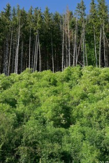 Flowering elderberry bushes at the edge of the forest, elderberry bush, elderberry, coniferous