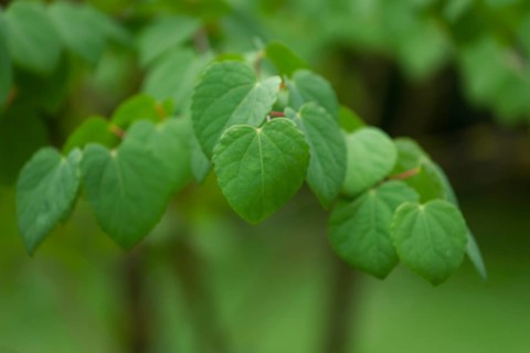 Leaves of the cake tree (Cercidiphyllum), leaf green, leaf, spring, May, municipal park, park,