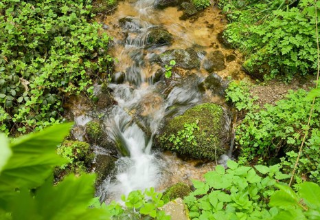 Mountain stream in the forest at Berg Blauen, Badenweiler, Black Forest, Baden-Wuerttemberg,