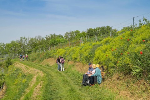 Hiking trail in the vineyards near Burkheim am Kaiserstuhl, Baden-Wuerttemberg, Germany, Europe