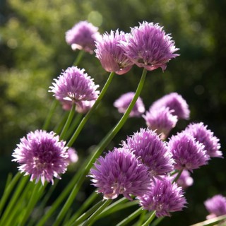 Chive blossoms (Allium schoenoprasum) Witten, Ruhr area, North Rhine-Westphalia, Germany, Europe