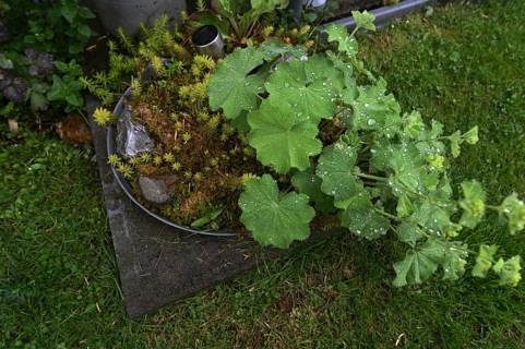 DEU. Germany, Iserlohn: This hobby gardener in Iserlohn maintains an extraordinary garden with