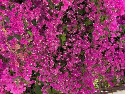 Many flowers in magenta colour on large shrub of Bougainvillea (Bougainvillea glabra) triplet