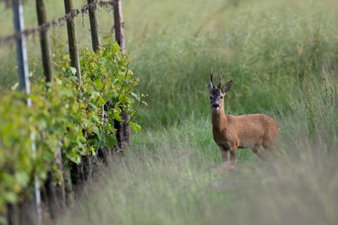 Strong abnormal roebuck in a vineyard, Wittlich, Rhineland-Palatinate, Germany, Europe