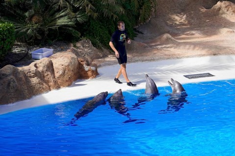 Loro Parque, Puerto de la Cruz, Santa Cruz de Tenerife, Tenerife, Canary Islands, Spain, Europe,
