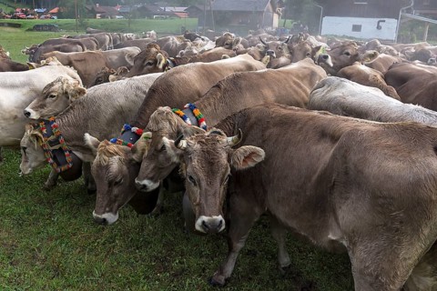 Allgaeu cows with jewellery bells gather for the cattle seperation, Hinterstein, Bad Hindelang,