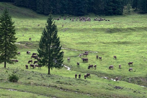 Cows on the pasture in front of the cattle drive, cattle seperation, gabled house, Bad Hindelang,