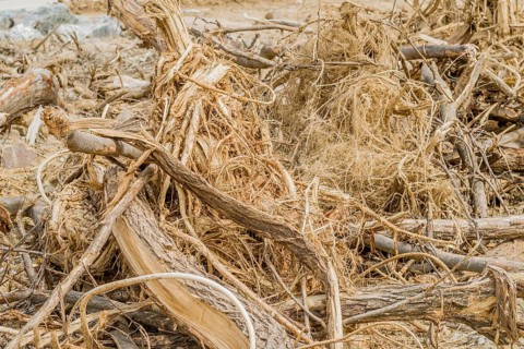 Closeup of a collection of broken tree branches at construction site in Daejeon, South Korea, Asia