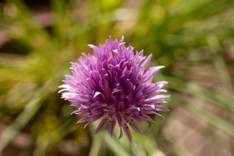 Chive blossom (Allium schoenoprasum) Witten, Ruhr area, North Rhine-Westphalia, Germany, Europe