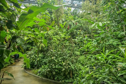 Tropical House, Rainforest, Botanical Garden of the University, Spalengraben, Basel, Switzerland,
