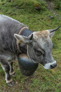 Cow wearing a decorative bell at the cattle drive, cattle seperation, gabled house, Bad Hindelang,