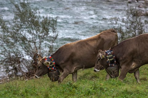 Cows wearing jewellery bells at the cattle drive, cattle seperation, behind the Ostrach, gabled