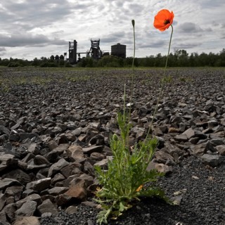 Poppy blossom on the bleak Hympendahl slag heap with the disused Phoenix-West blast furnace works,