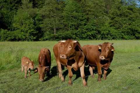 Limpurger cattle, agriculture, livestock, May, Swabian-Franconian Forest nature park Park,