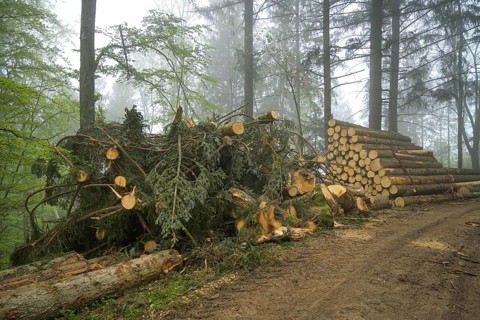 Logged wood, felled trees, pile, forest on Blauen mountain, Badenweiler, Black Forest,