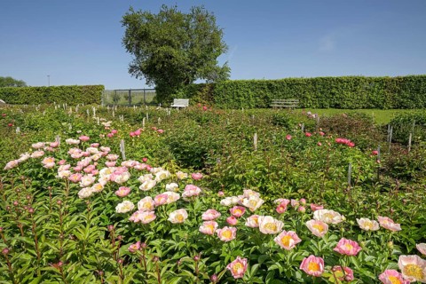 Blooming peonies, Graefin von Zeppelin perennial nursery, Sulzburg, Baden-Wuerttemberg, Germany,