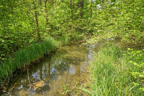 Rhine floodplain, oxbow lake, tributary of the Rhine in the Rappennestgiessen nature reserve,