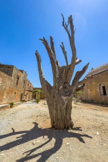 Dead cypress tree with visible projectile marked with arrow in UNESCO World Heritage Site orthodox