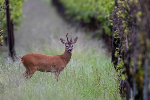 Strong abnormal roebuck in a vineyard, Wittlich, Rhineland-Palatinate, Germany, Europe