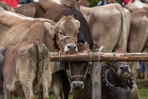 Tethered cows waiting for their owner after the cattle drive, Bad Hindelang, Allgaeu, Bavaria,