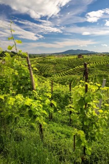 Landscape, World Heritage Site, wine tour, wine presses, wine-growing area, region, Prosecco,