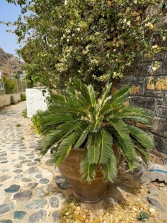 Small Phoenix theophrasti stands in a large clay pot in a narrow alley in the former fishing