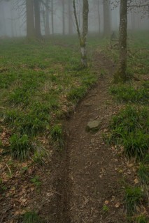 Tracks of mountain bikers, forest on Blauen mountain, Badenweiler, Black Forest,