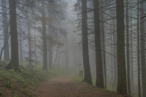 Forest path, dense fog, forest on Blauen mountain, Badenweiler, Black Forest, Baden-Wuerttemberg,