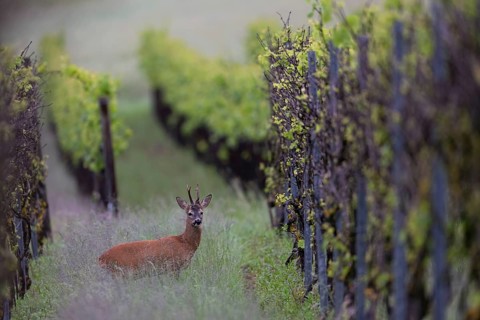 Strong abnormal roebuck in a vineyard, Wittlich, Rhineland-Palatinate, Germany, Europe