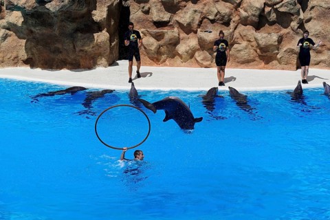 Loro Parque, Puerto de la Cruz, Santa Cruz de Tenerife, Tenerife, Canary Islands, Spain, Europe, A