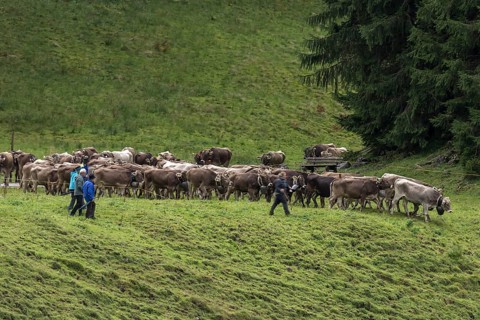 Herd of cows coming down from the mountain pasture to the cattle seperation, gabled house, Bad