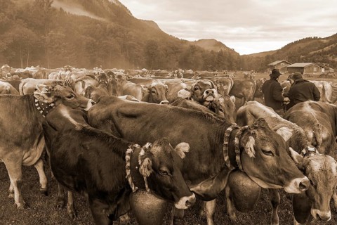 Allgaeu cows are collected in the valley for cattle seperation, Hinterstein, Bad Hindelang,