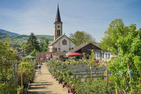Graefin von Zeppelin perennial nursery, Sulzburg, Baden-Wuerttemberg, Germany, Europe