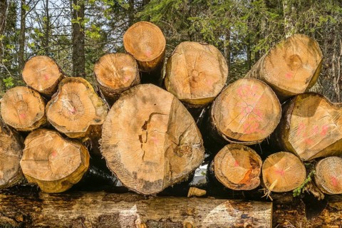 Felled conifers, pile of wood, Belchen, Black Forest, Baden-Wuerttemberg, Germany, Europe