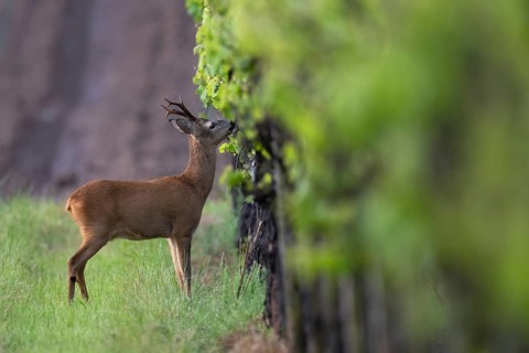 Strong abnormal roebuck in a vineyard, Wittlich, Rhineland-Palatinate, Germany, Europe