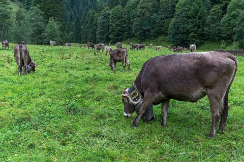 Cows with jewellery bells in a meadow in front of the cattle drive, cattle seperation, gabled