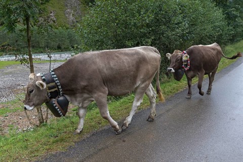 Cows wearing jewellery bells at the cattle drive, cattle seperation, gabled house, Bad Hindelang,