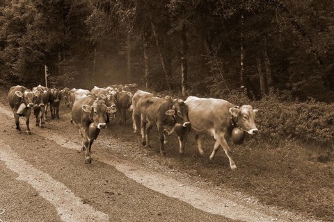 Allgaeu cows come down from the mountain pasture to the cattle seperation with jewellery bells,