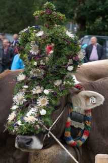 Decorated cow for the cattle seperation, Bad Hindelang, Allgaeu, Bavaria, Germany, Europe