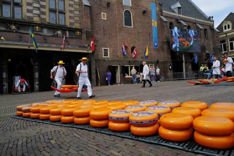 Cheese bearers carry a heavy load of cheese at the Friday market., Alkmaar, Netherlands