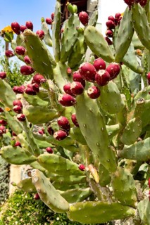 Close-up of cactus pear (Opuntia ficus-indica) Opuntia bears many shoots of red fruit, Crete,