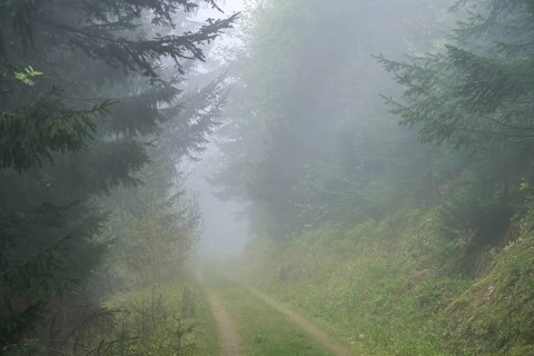 Forest path, dense fog, forest on Blauen mountain, Badenweiler, Black Forest, Baden-Wuerttemberg,