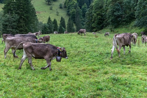 Cows with jewellery bells in a meadow in front of the cattle drive, cattle seperation, gabled
