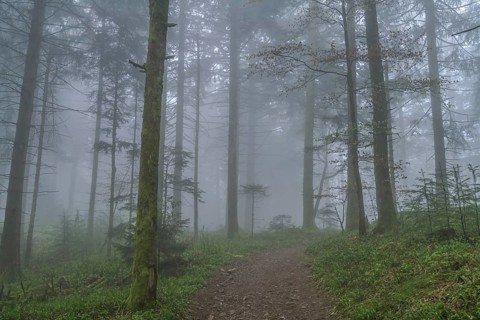Forest path, dense fog, forest on Blauen mountain, Badenweiler, Black Forest, Baden-Wuerttemberg,