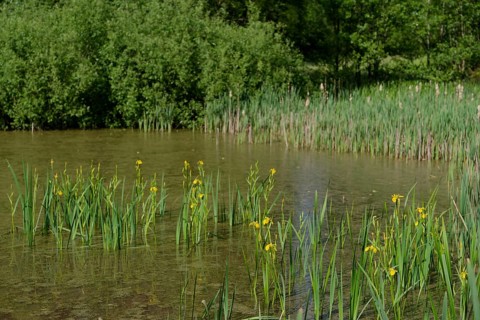 Large cow pond in Streifleswald, yellow iris, marsh iris (Iris pseudacorus), Schwaebisch Hall,