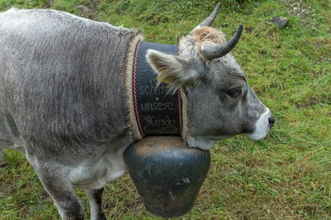 Cow wearing a decorative bell for the cattle drive, cattle seperation, gabled house, Bad Hindelang,