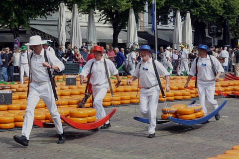 Four cheese bearers carry heavy Beemster dutch cheese on market day. Alkmaar, Netherlands