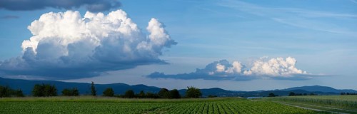 Picturesque spring clouds over agricultural land with sugar beet (Beta vulgaris) and wheat, in the
